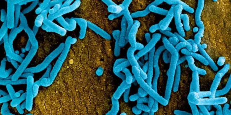 New suspected Marburg outbreak in Tanzania kills eight - WHO