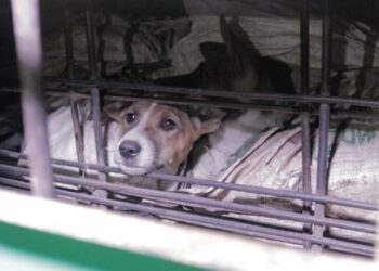 Global campaign calls for ban on dog and cat meat trade over health risks