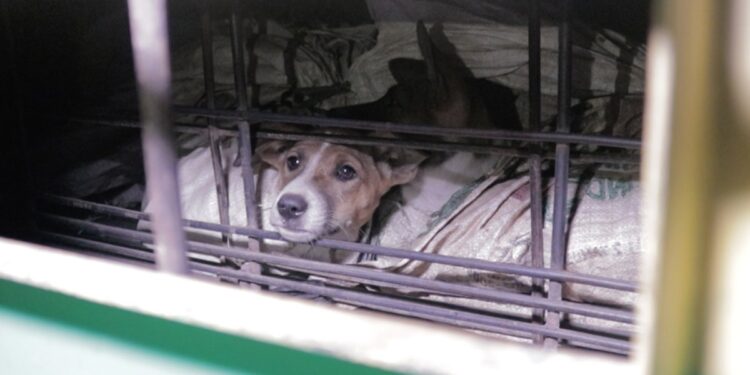 Global campaign calls for ban on dog and cat meat trade over health risks