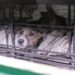 Global campaign calls for ban on dog and cat meat trade over health risks