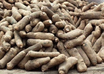 Ghana gifts Trinidad & Tobago 10,000 yam seeds to boost local farming