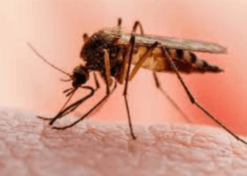 Ghana achieves 97% reduction in malaria deaths over past decade