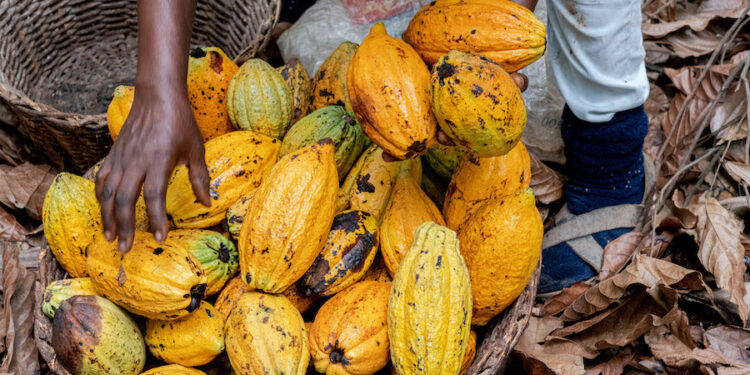 COCOBOD maintains producer price ahead of 2025/26 Cocoa Season Despite Côte d’Ivoire Adjustment
