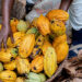 COCOBOD maintains producer price ahead of 2025/26 Cocoa Season Despite Côte d’Ivoire Adjustment