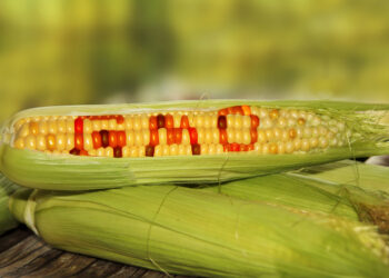 Ghana’s Environmental Protection Authority (EPA) and the National Biosafety Authority (NBA) have raised serious concerns over growing threats to public health and environmental safety, citing rising levels of pollution and the presence of unapproved genetically modified organisms (GMOs) in the food chain.