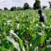 Member of Parliament for Atwima Mponua, Hon. Seth Osei Akoto, has raised concerns over the government's newly announced Agriculture Transformation Agenda, calling for greater clarity, transparency, and public engagement in its implementation.