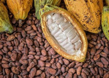 Cocoa farmers across Ghana are urging the government to improve their working conditions and increase the producer price of cocoa as the country prepares for the 2025/2026 cocoa season.