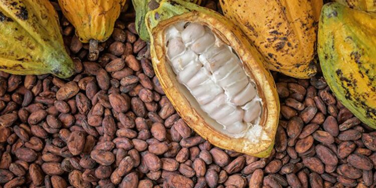 Cocoa farmers across Ghana are urging the government to improve their working conditions and increase the producer price of cocoa as the country prepares for the 2025/2026 cocoa season.