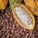 Cocoa farmers across Ghana are urging the government to improve their working conditions and increase the producer price of cocoa as the country prepares for the 2025/2026 cocoa season.