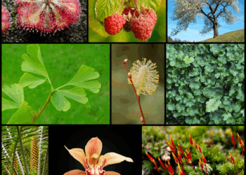 5 Plants to enhance wealth and happiness in your home