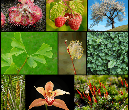 5 Plants to enhance wealth and happiness in your home