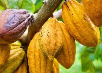 Cocoa farmers across Ghana are raising strong objections to the government’s recent announcement of a 63% increase in the producer price of cocoa, claiming the actual benefit to their earnings is far lower than advertised.