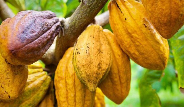 Cocoa farmers across Ghana are raising strong objections to the government’s recent announcement of a 63% increase in the producer price of cocoa, claiming the actual benefit to their earnings is far lower than advertised.