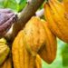 Cocoa farmers across Ghana are raising strong objections to the government’s recent announcement of a 63% increase in the producer price of cocoa, claiming the actual benefit to their earnings is far lower than advertised.