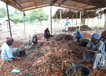 The Chamber of Agribusiness Ghana has urged government to adopt a deliberate and research-driven approach to its plan to reduce the country’s palm oil import bill by $2 billion by the end of the year.