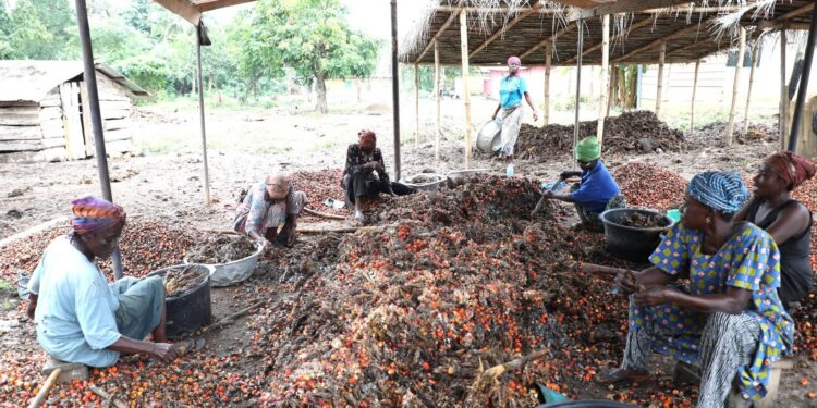 The Chamber of Agribusiness Ghana has urged government to adopt a deliberate and research-driven approach to its plan to reduce the country’s palm oil import bill by $2 billion by the end of the year.