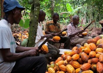 The German Ambassador to Ghana, Frederik Landshöft, has reaffirmed his country’s commitment to supporting Ghana’s climate action efforts, stressing that sustainable cocoa production can lead to fairer prices and better livelihoods for farmers.