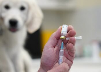 Ghana rolls out mandatory pet vaccination, rabies cards From 2026