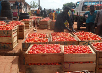 Tomato imports in jeopardy as traders cite security risks
