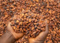 Government has released GH¢855 million to clear outstanding arrears owed to cocoa farmers following months of delayed payments that left many producers unpaid despite delivering their beans to licensed buying companies.