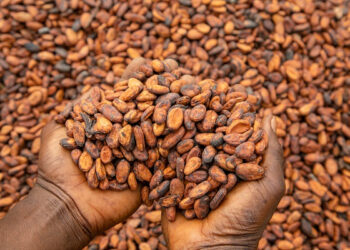 Government has released GH¢855 million to clear outstanding arrears owed to cocoa farmers following months of delayed payments that left many producers unpaid despite delivering their beans to licensed buying companies.