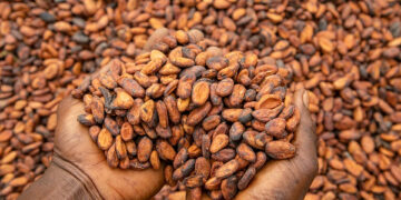 Government has released GH¢855 million to clear outstanding arrears owed to cocoa farmers following months of delayed payments that left many producers unpaid despite delivering their beans to licensed buying companies.
