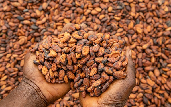 Government has released GH¢855 million to clear outstanding arrears owed to cocoa farmers following months of delayed payments that left many producers unpaid despite delivering their beans to licensed buying companies.