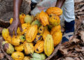 President John Dramani Mahama has called for cocoa sector policies that prioritize the welfare of farmers, stressing that government decisions on producer prices have real and immediate consequences for livelihoods.