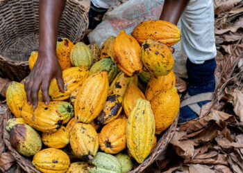 President John Dramani Mahama has called for cocoa sector policies that prioritize the welfare of farmers, stressing that government decisions on producer prices have real and immediate consequences for livelihoods.