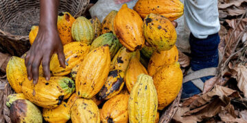 President John Dramani Mahama has called for cocoa sector policies that prioritize the welfare of farmers, stressing that government decisions on producer prices have real and immediate consequences for livelihoods.