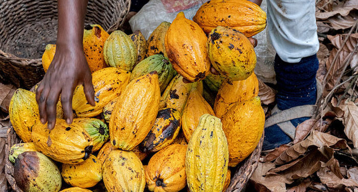 President John Dramani Mahama has called for cocoa sector policies that prioritize the welfare of farmers, stressing that government decisions on producer prices have real and immediate consequences for livelihoods.