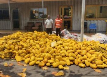 Police make massive drug bust, foil GH¢150,000 bribe