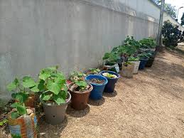 From Rooftops to Tables: The Expert Guide to Growing Home Food Without Owning Land