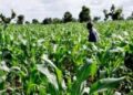 Agribusiness Expert Calls for More Value Addition in Agriculture