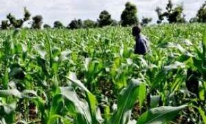 Agribusiness Expert Calls for More Value Addition in Agriculture
