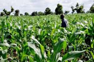 Agribusiness Expert Calls for More Value Addition in Agriculture