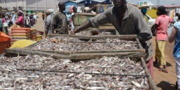 Seasoned Fisher Links Cold Season to Big Catches, Urges Sea Safety