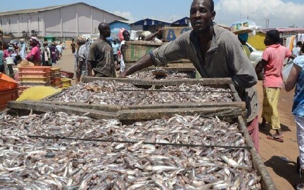 Seasoned Fisher Links Cold Season to Big Catches, Urges Sea Safety