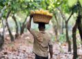 New Cocoa Crisis Linked to Illegal Mining