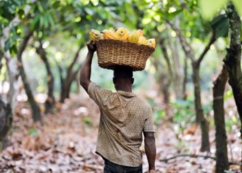 New Cocoa Crisis Linked to Illegal Mining