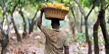 New Cocoa Crisis Linked to Illegal Mining
