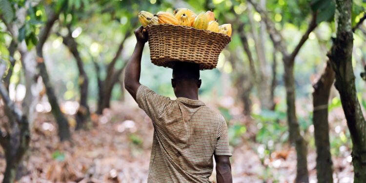 New Cocoa Crisis Linked to Illegal Mining
