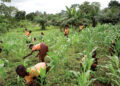 Sending Students Home for Farm, Domestic Activities Constitutes Child Labour– Teachers Warned