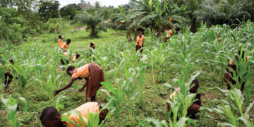 Sending Students Home for Farm, Domestic Activities Constitutes Child Labour– Teachers Warned